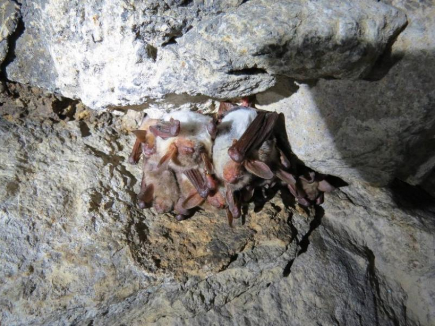 «Рукокрылые крайне уязвимы»: летучие мыши Ставрополья под особой охраной