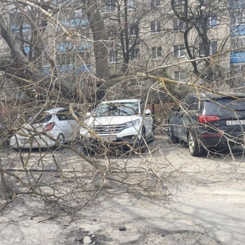 Четыре престижные иномарки придавило упавшее дерево около ТРК «Новый Рим» Ставрополя