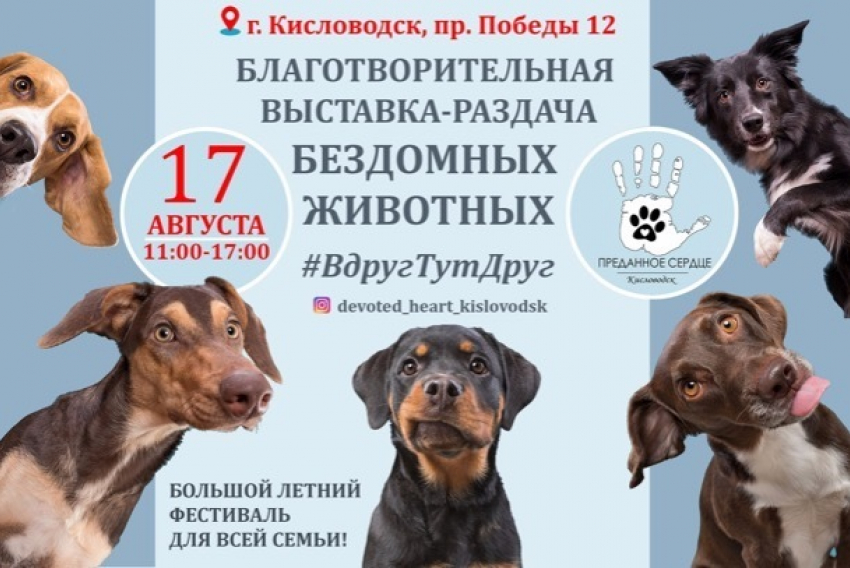 В Кисловодске 17 августа бездомным животным помогут найти дом