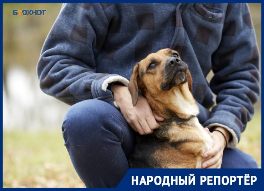 Вопрос с бездомными собаками продолжает терзать жителей Ставропольского края