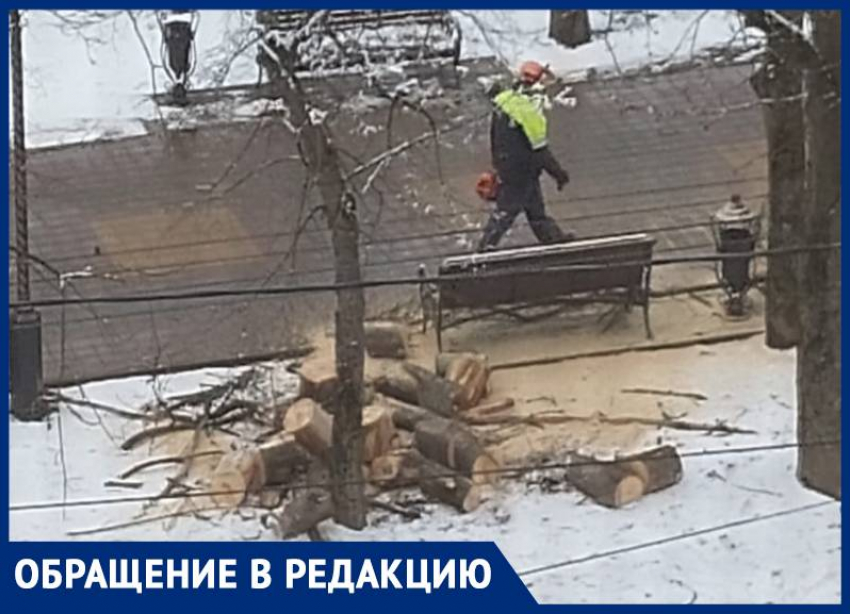 Напугавшая жителей Ставрополя вырубка оказалась стандартной обрезкой