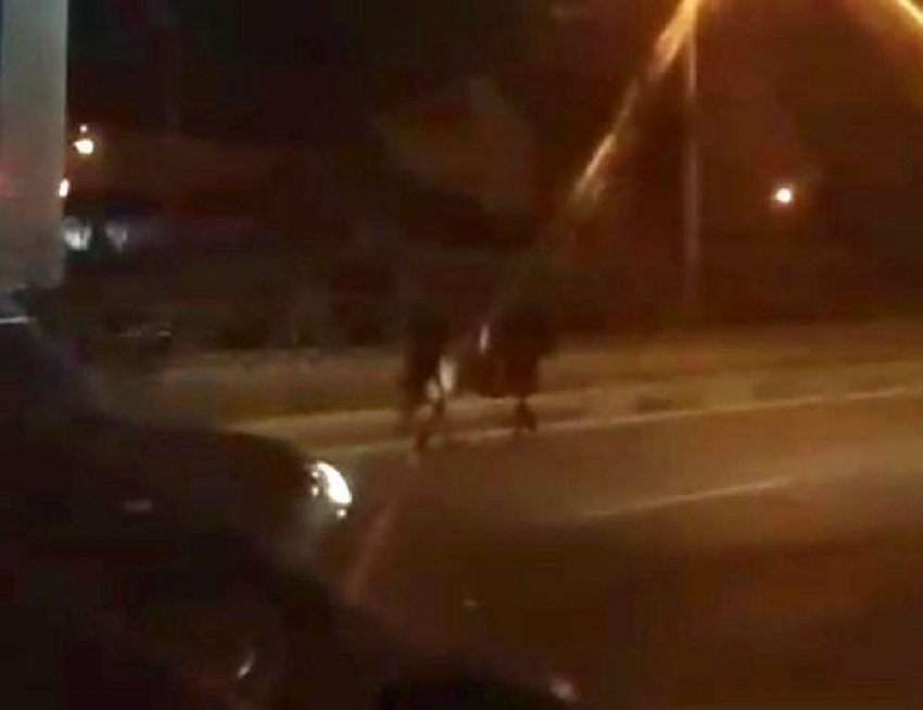 Одинокая лошадь в потоке машин на дороге Ставрополя попала на видео