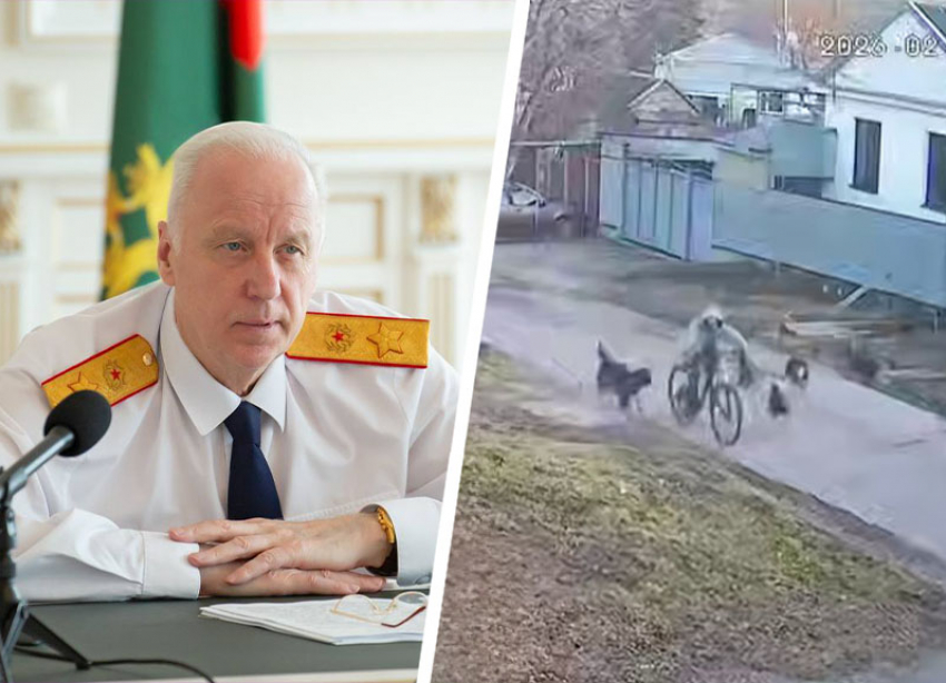 Александр Бастрыкин заинтересовался ситуацией с нападением собак на ребенка 