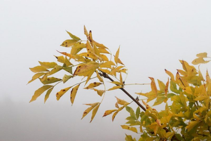 Первые заморозки стали причиной введения режима повышенной готовности на Ставрополье