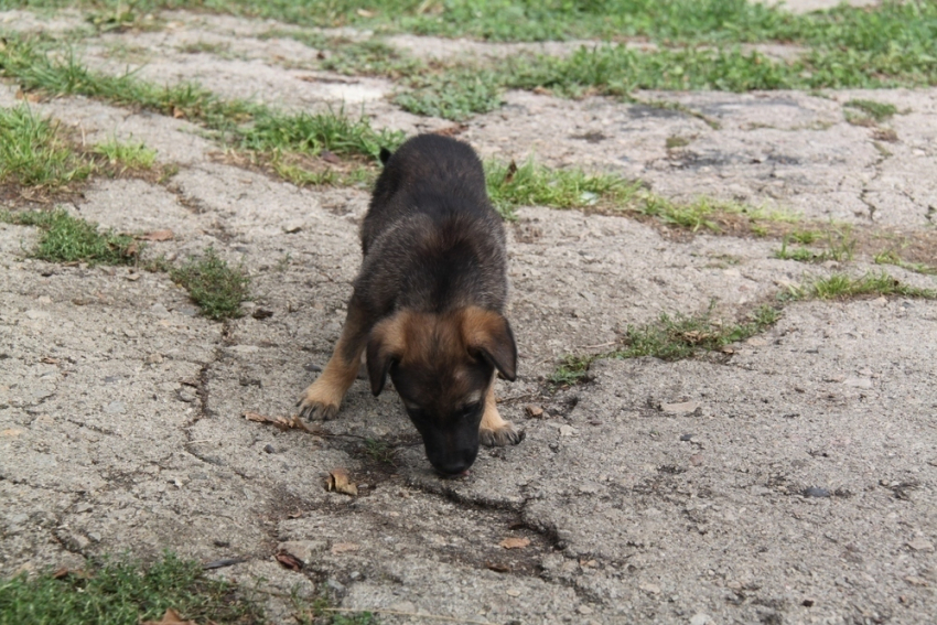 Застрявшего щенка вытащили из подвала ставропольской многоэтажки