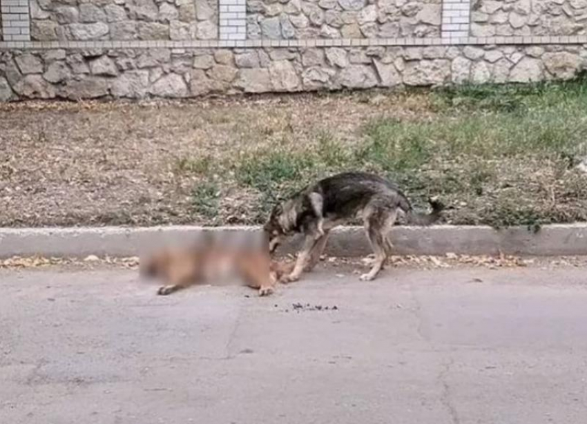 В Пятигорске неизвестные отстреливают бродячих собак