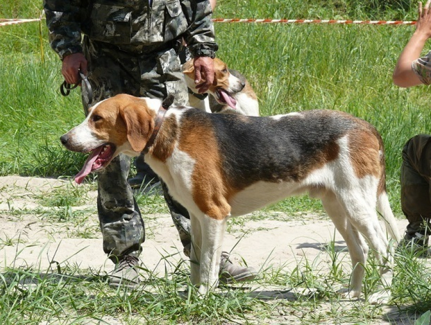Смотрины лучших охотничьих собак пройдут на выставке в Ставрополе
