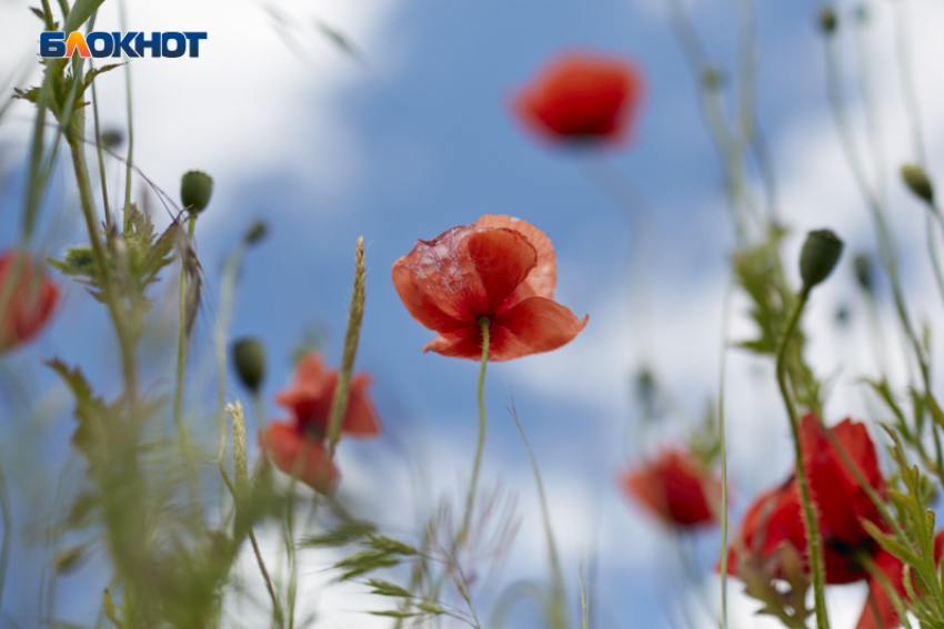 Высокой температурой до +37 градусов встретит ставропольцев 26 июля