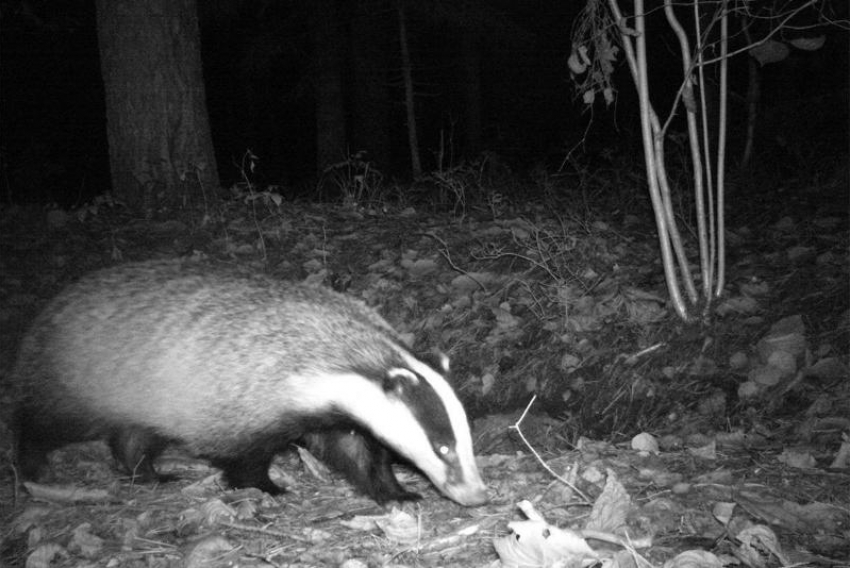 Обитающий в ставропольских лесах любопытный барсук попал на фото