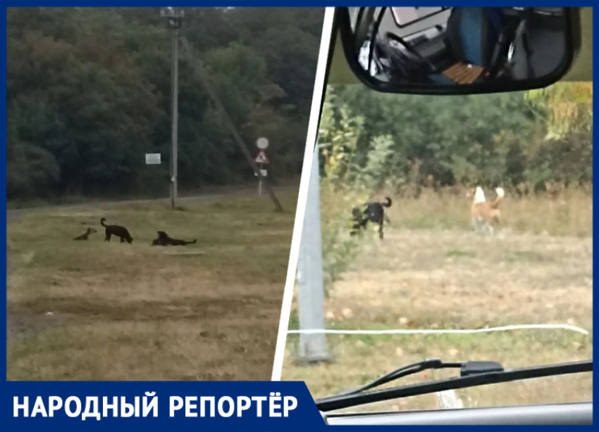 «Каждый раз возвращаюсь домой со страхом»: жители Ставрополя пожаловались на стаи бродячих собак