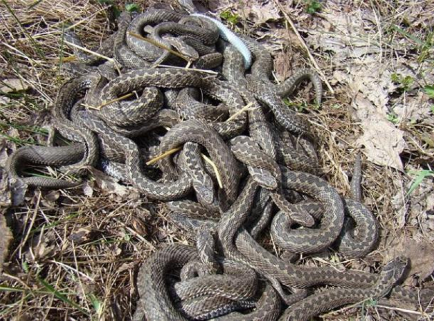 Выползших на солнце змей на территории детского сада искали спасатели в Кисловодске