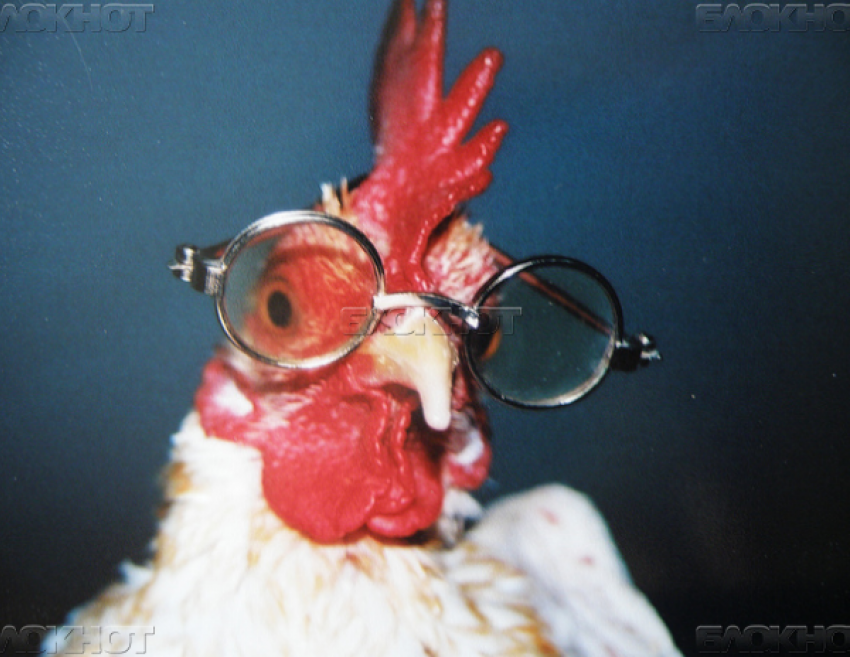 УФАС признала незаконным повышение цен на курятину