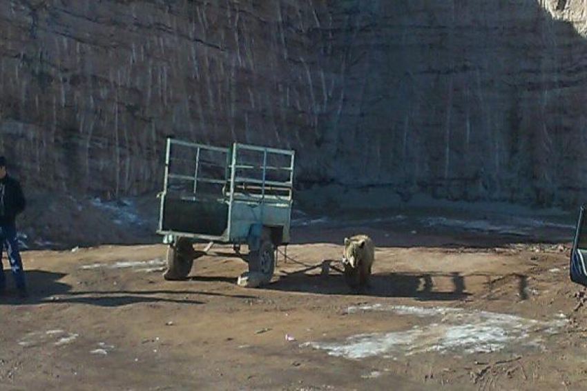 Медвежонка привязали к прицепу в качестве развлечения возле Медовых водопадов Кисловодска