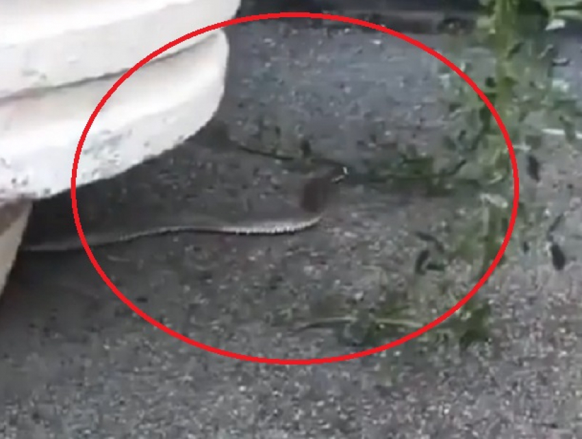 Змея ползала во дворе многоэтажки и попала на видео в Ставрополе 