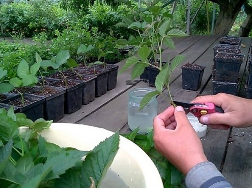 Клубнику, малину и чернику будут выращивать в крупной теплице на Ставрополье
