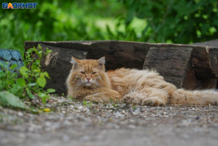 Похолодание до +11 градусов ночью ждет ставропольцев 13 августа