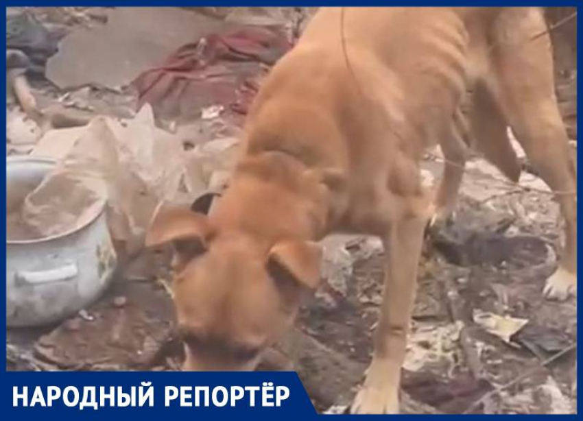 «Животное воет от истощения»: жители заметили собаку при смерти на привязи в Минеральных Водах