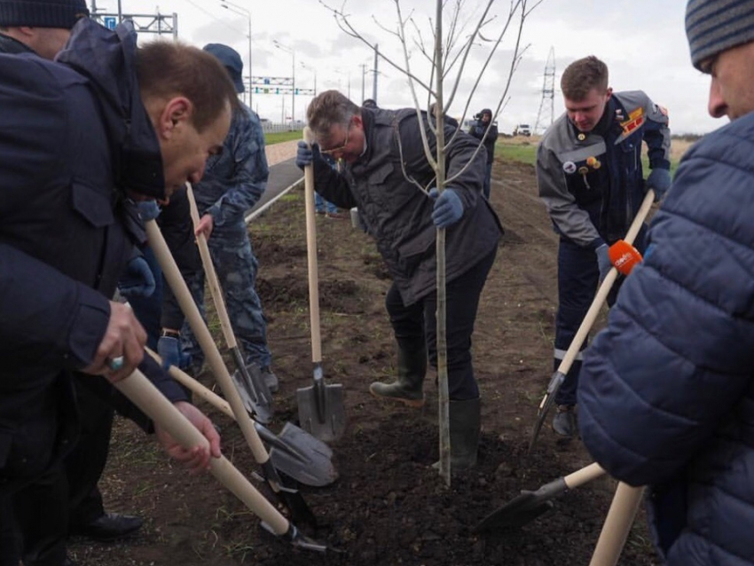 В Ставрополе появилось 55 новых деревьев и 140 кустарников