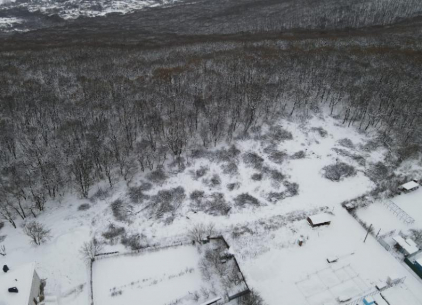 Жители Ставрополя возмущены вырубкой деревьев в Татарском лесу