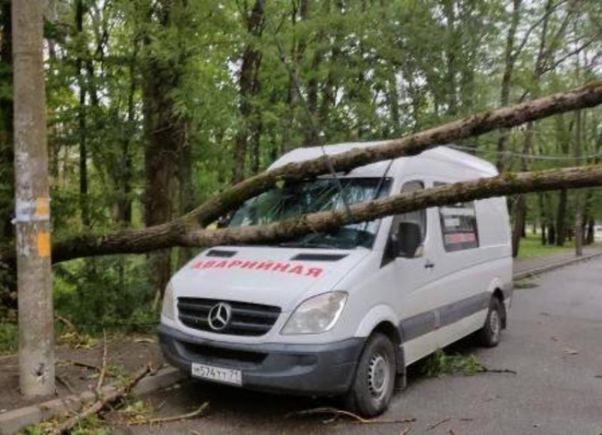 Сильный ветер поломал ветки и повалил деревья в разных частях Ставрополя