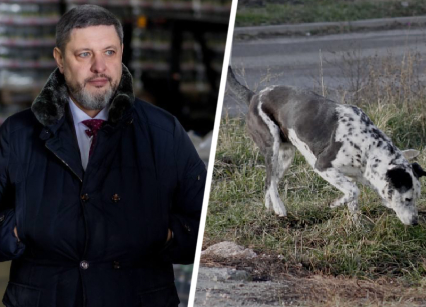Глава Кировского округа обвинил федеральные власти в бездействии в отношении бродячих собак