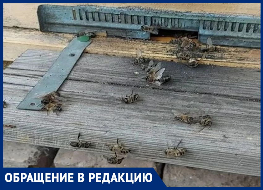 «Больше не жужжат»: массовой мор пчел произошел в Ипатовском округе