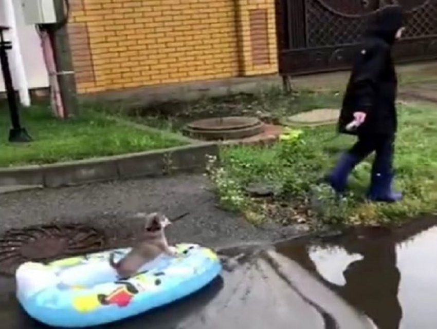 Даже собаки начали использовать плавсредства в затопленном Ставрополе