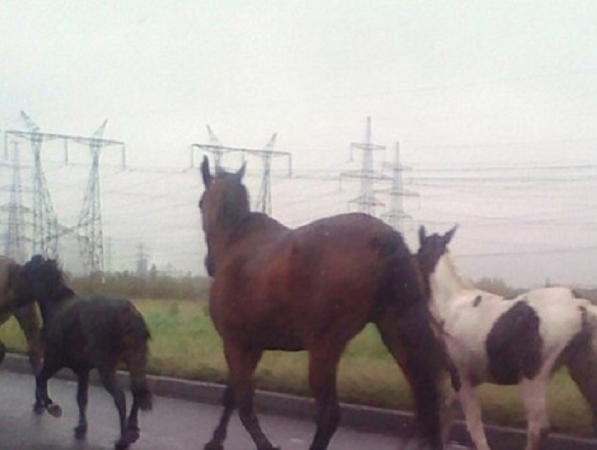 Коневода, чьи лошади вольготно разгуливали по Кисловодску, оштрафовали