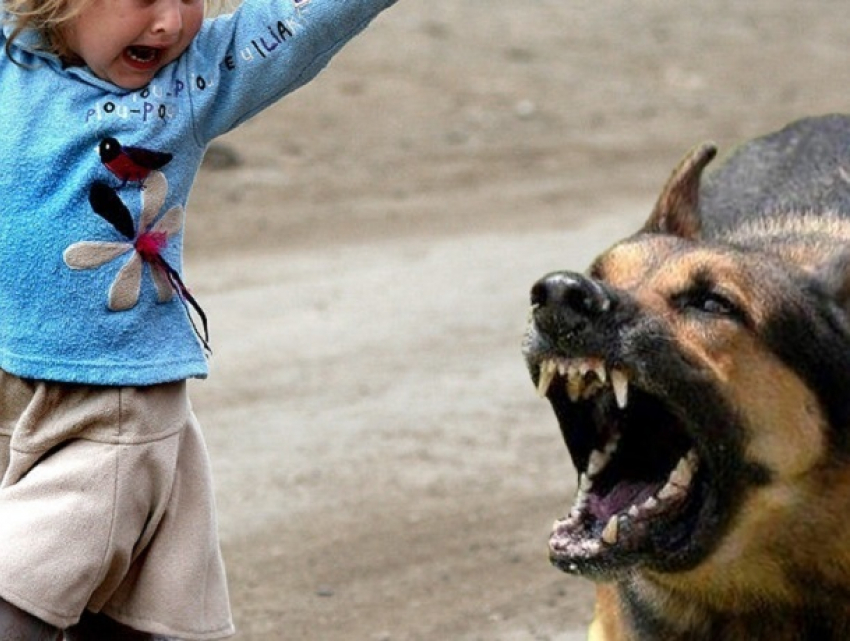 «Бойцовые собаки и дети не будут играть на одной площадке», - Тимофеева о новом законе о животных