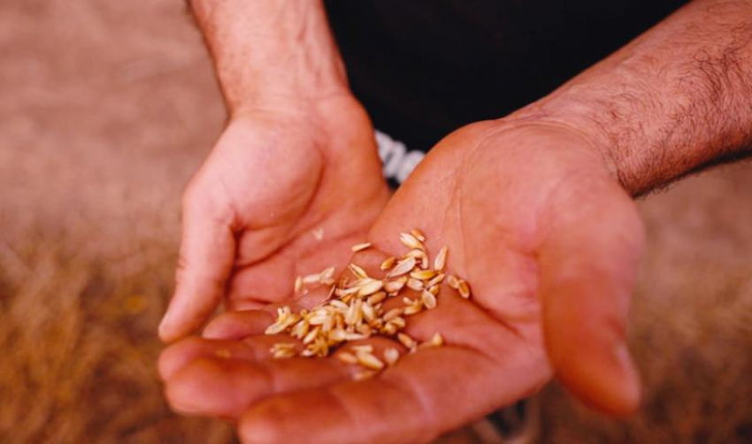 Зараженную вредителями пшеницу нашли на территории предприятия в Ставропольском крае