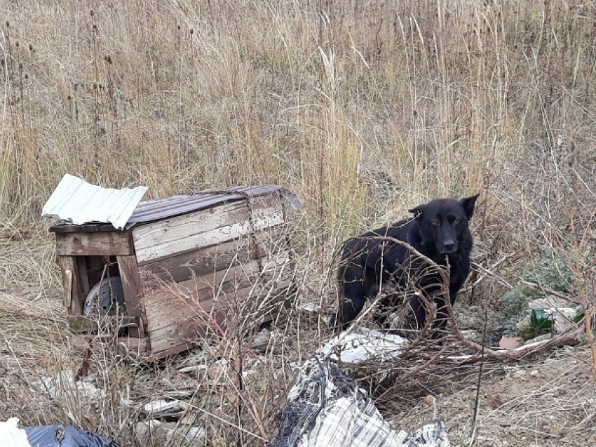 Хозяин выкинул свою собаку вместе с будкой на свалку в поле на Ставрополье