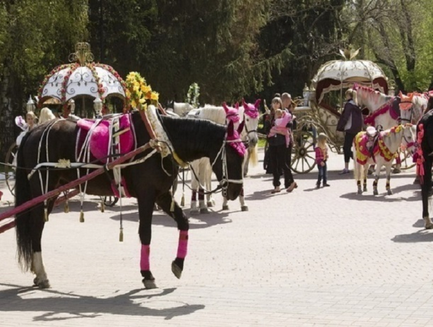 «Органам пора заняться частниками, катающими без документов детей», - директор Центрального парка Ставрополя о ЧП с лошадью