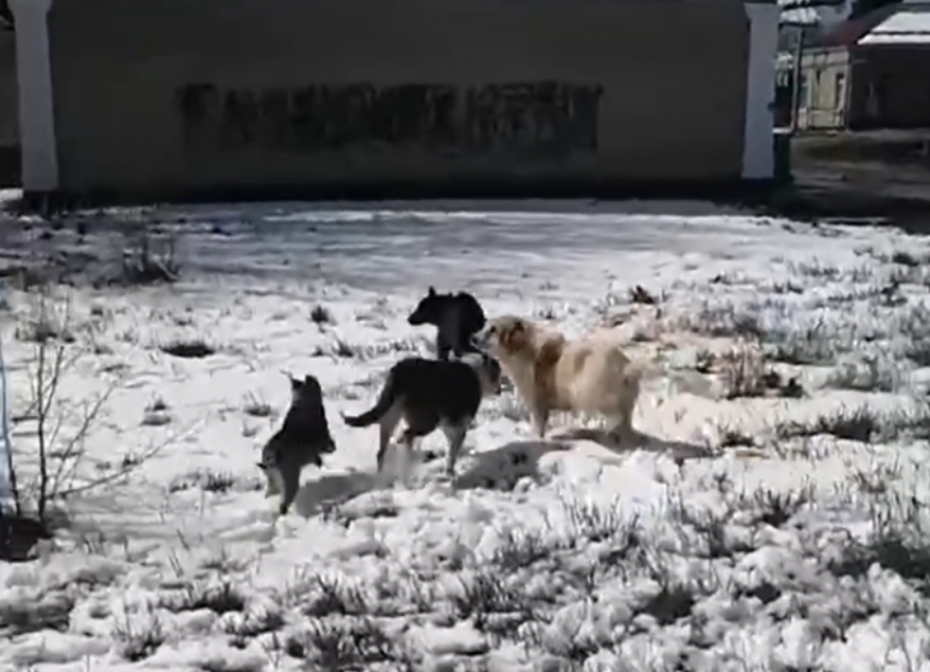 Стая собак в Михайловске напугала местную жительницу