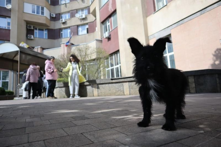 Отлов бездомных животных в 2023 году обошелся мэрии Ставрополя почти в 8 миллионов