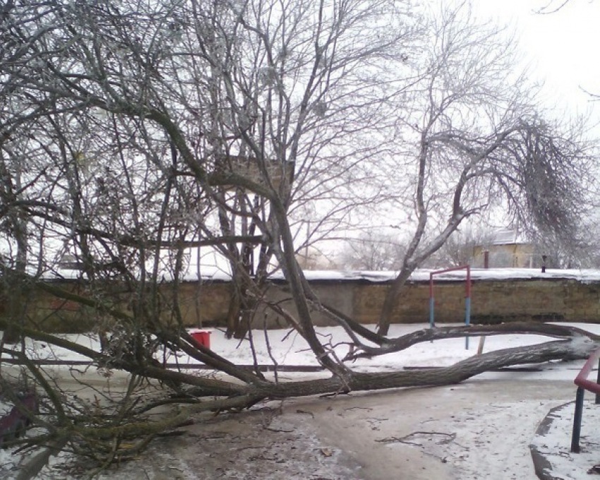Штормовой ветер повалил деревья в Ставрополе