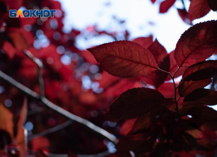 Что за погода будет 20 апреля на Ставрополе? 