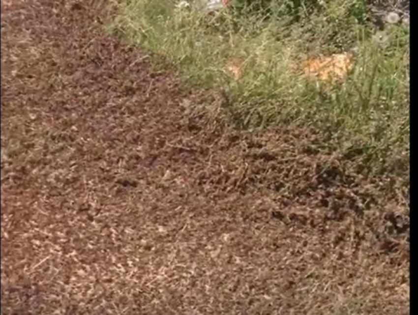 Пожирающая поля стая голодной саранчи на Ставрополье попала на видео