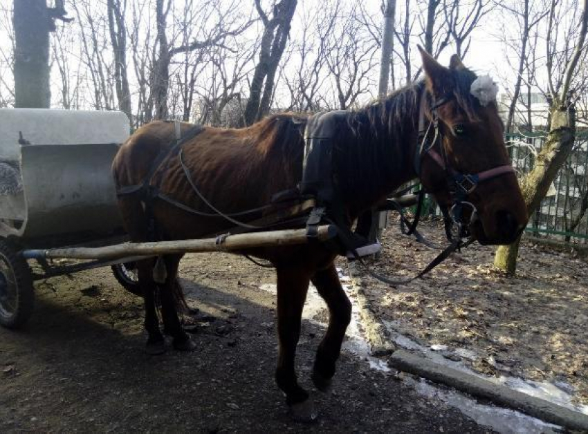 Истощенная лошадь зарабатывала деньги для корыстного хозяина в парке Железноводска