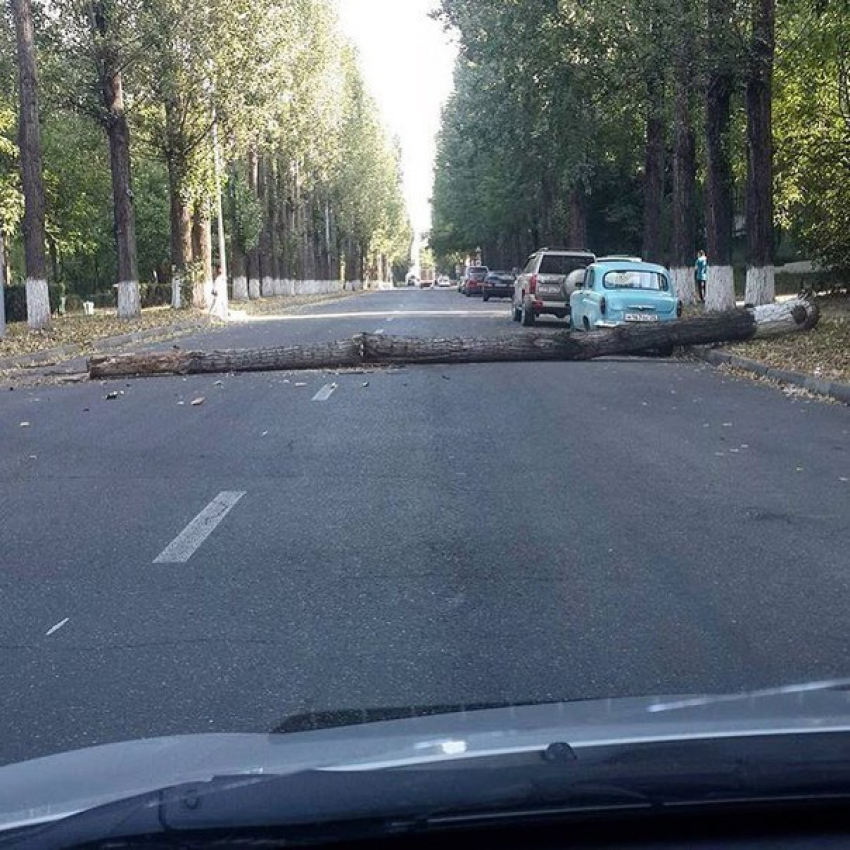 Огромное дерево упало на дорогу в Пятигорске