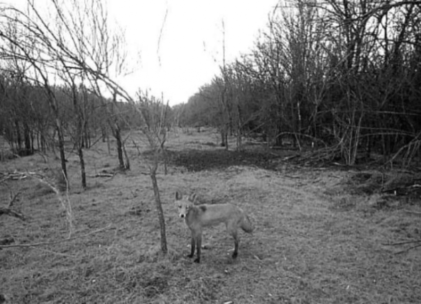 Осторожно, лиса: скрытая камера застала дикую обитательницу Ставрополья врасплох