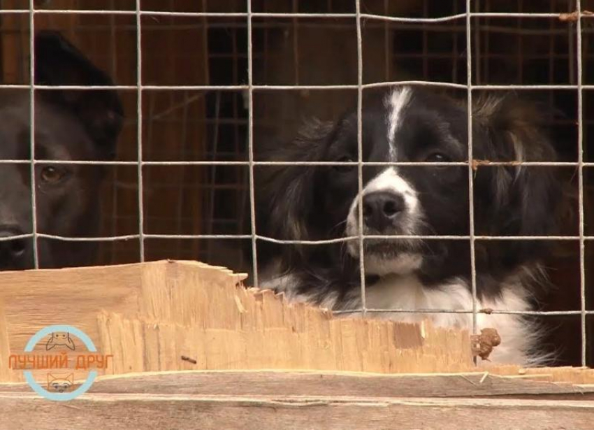 Не хватает полмиллиона: более 600 питомцев приюта для животных в Ставрополе могут оказаться на улице