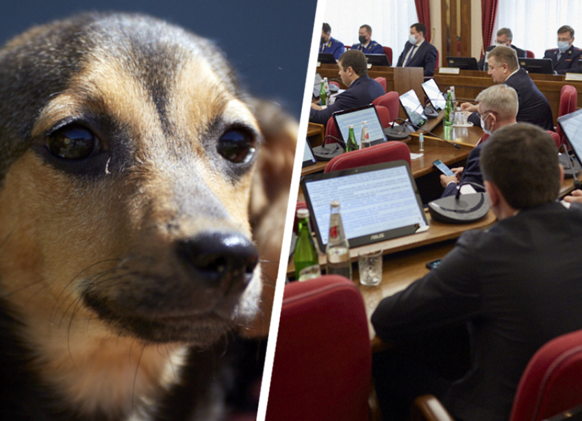 Собачий вопрос не закрыт: ставропольские депутаты подмахнули новые запреты в обращении с животными