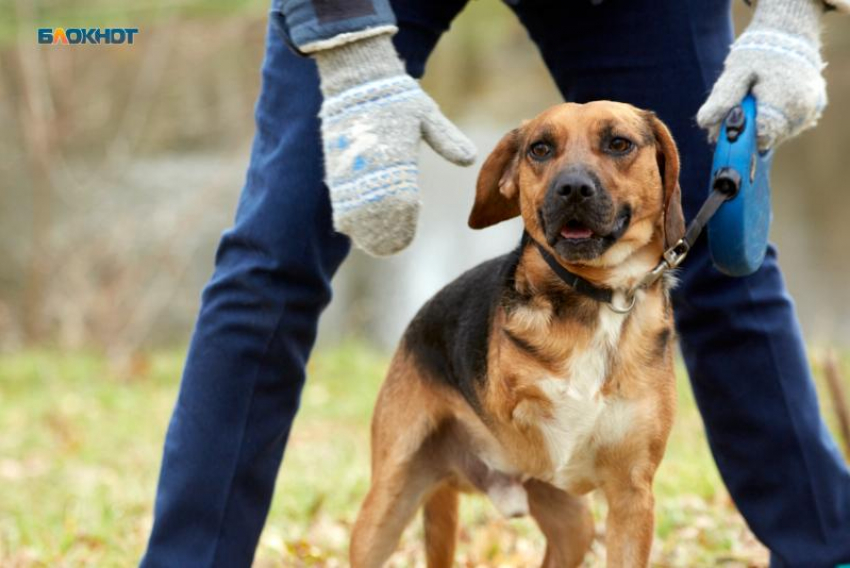 Депутаты решили отлучить ветклиники от чипирования бездомных животных на Ставрополье
