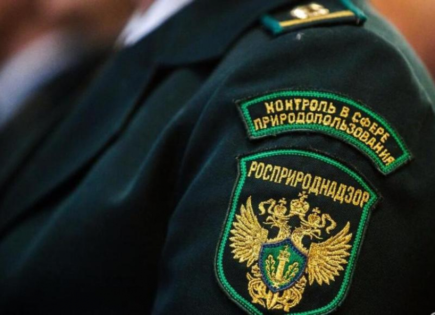Росприроднадзор займется проверкой законности спиливания дуба в станице Курская