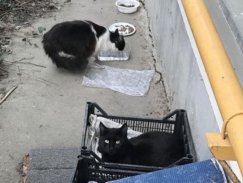 На «вонючих» котов во дворе дома пожаловался житель Пятигорска