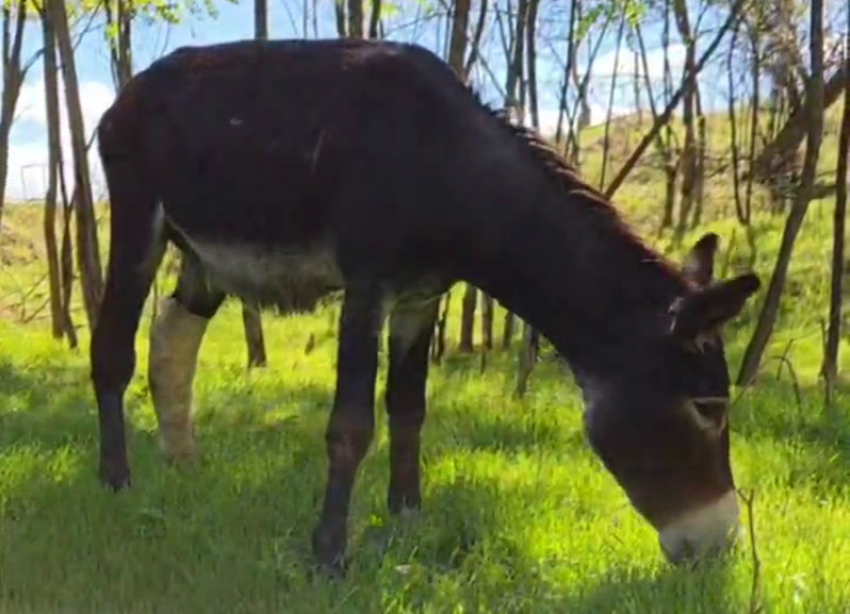 Сломавший копыто в Северной Осетии ослик уже идет на поправку в Ставрополе