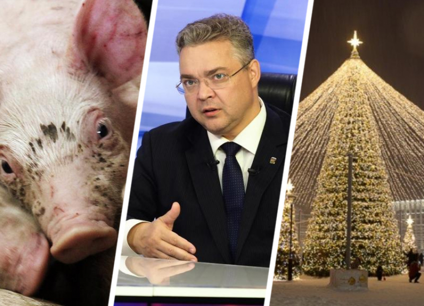 Одни свиньи болеют, других спасает губернатор, а главная елка Ставрополя под угрозой: вспоминаем громкие события недели