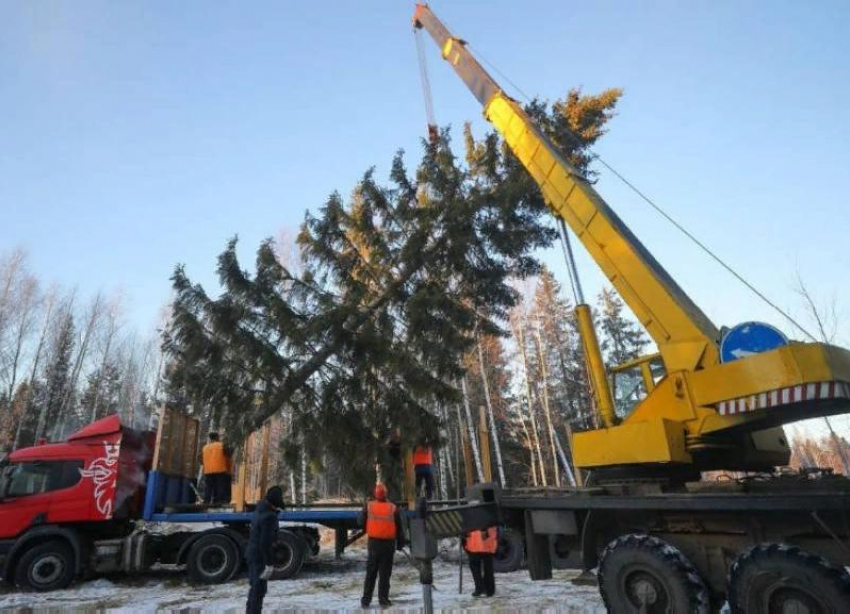 Полиция Ставрополья взяла на контроль «дележку» елки между администрацией и жительницей Новопавловска