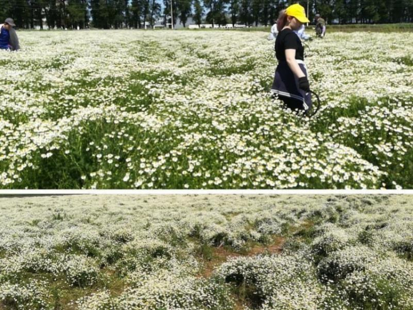 Ставропольчан просят не вытаптывать поле лечебной ромашки ради красивых фотографий