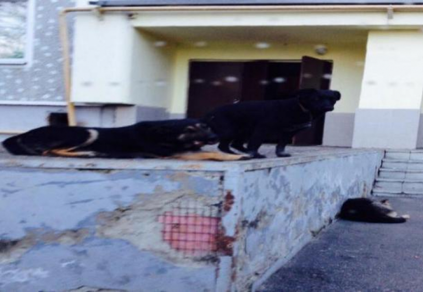 Бездомных собак на детской площадке поселили сердобольные жители Кисловодска